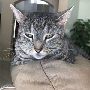 Meet your Posher, Taylor